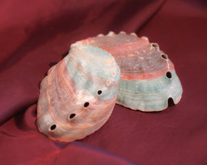 Abalone Schelp